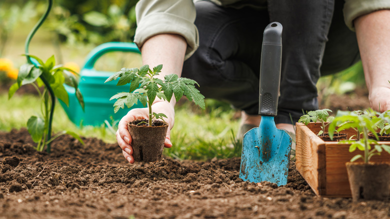 Garden planting a tomato seedling in the ground