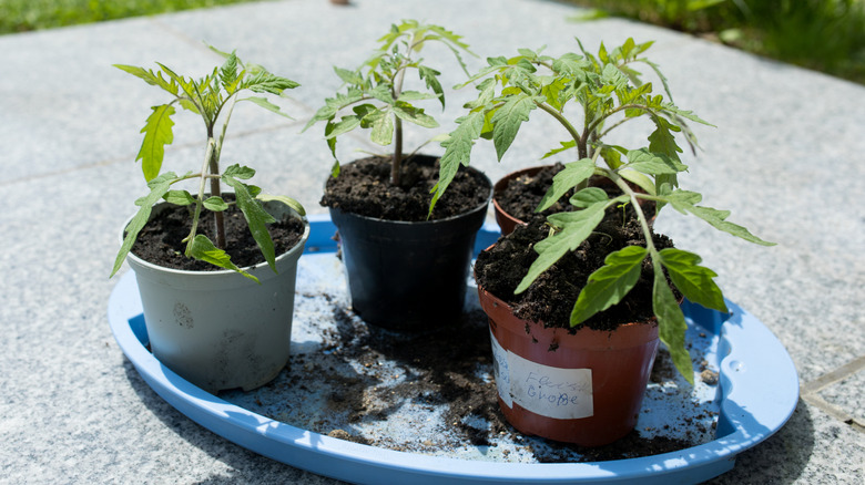 Tomato seedlings being hardened off in a sunny spot outside.