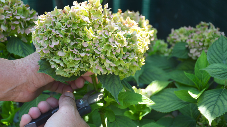 Man with secateurs cutting hydrangea macrophylla flower