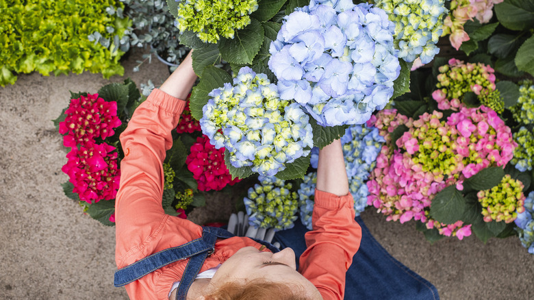 woman in casual work attire meticulously arranges a diverse array of hydrangea plants at a garden center