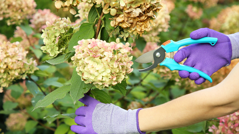 Woman pruning hydrangea flowers with secateurs in garden