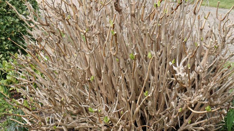 winter pruned Hydrangea macrophylla.