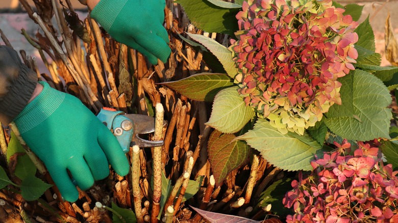 A gardener wearing green gloves trims branches of a large-leaved hydrangea