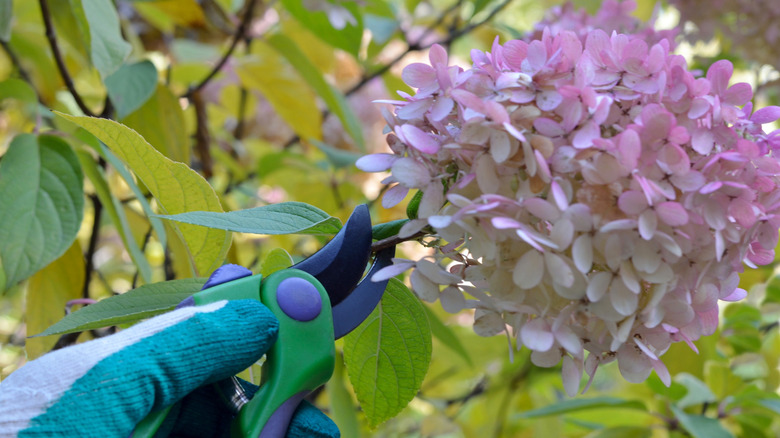 Pruning branches of hydrangea paniculate in autumn.