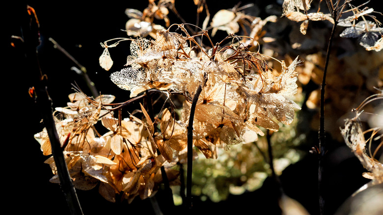 Closeup of dead hydrangea flowers