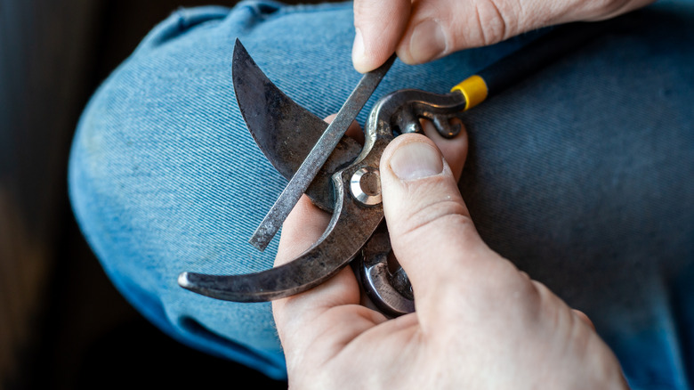 A man sharpens the blade of a garden pruner with a file.