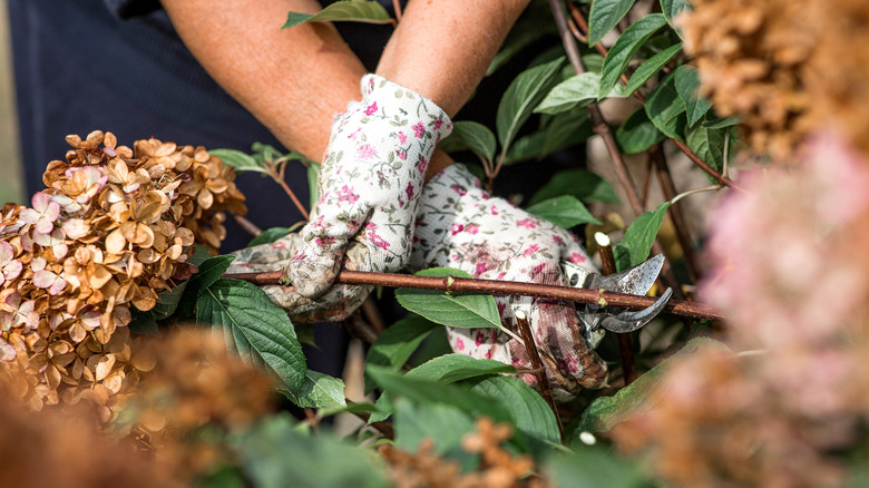 Pruning hydrangea bushes with pruning shears after flowering.