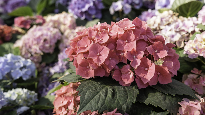 Flowers are abundant in hydrangea flower beds in gardens.