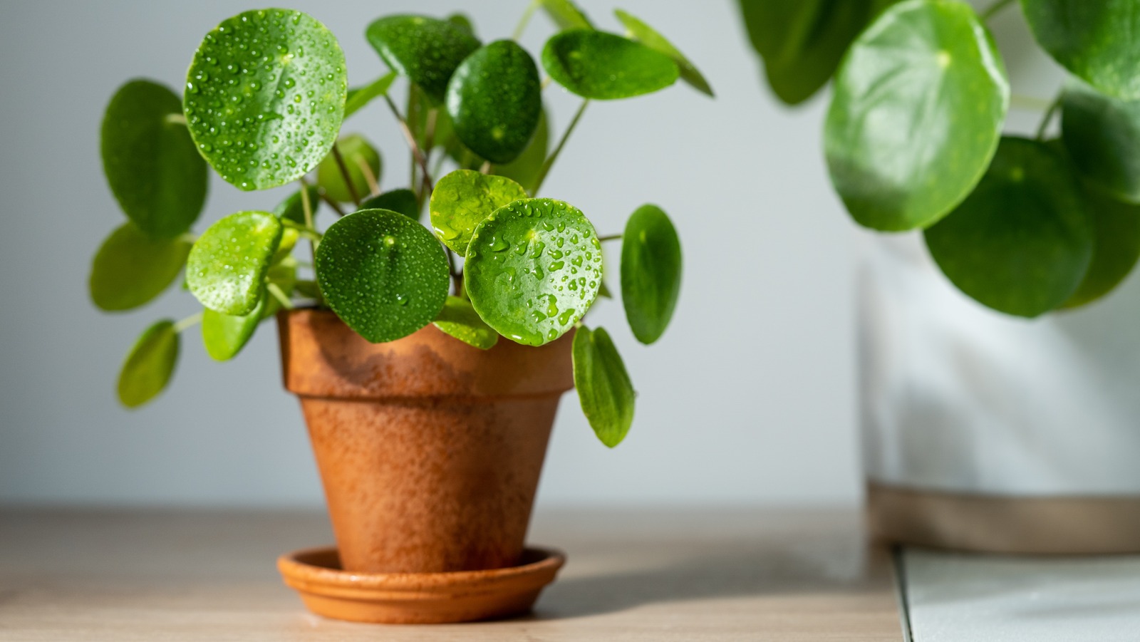 Avoid These Indoor Plants To Prevent A Humid Home