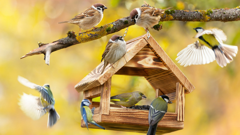 Group of wrens, chickadees, and other birds on a wooden house feeder hung from a tree on an autumn day