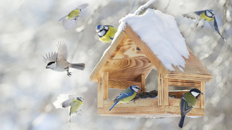 Cluster of birds at a feeder topped with snow