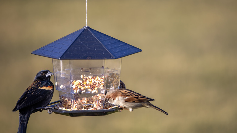 Collection of birds at a bird feeder in the snow, with blue tit, wrens, sparrows, and a woodpecker