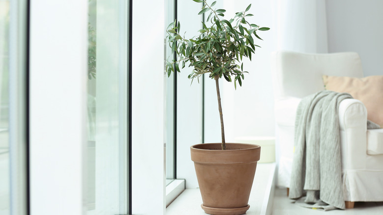 Indoor olive tree near window and chair in home