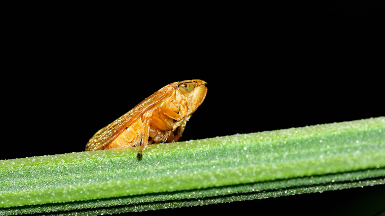 Tan spittlebug on green plant leaf