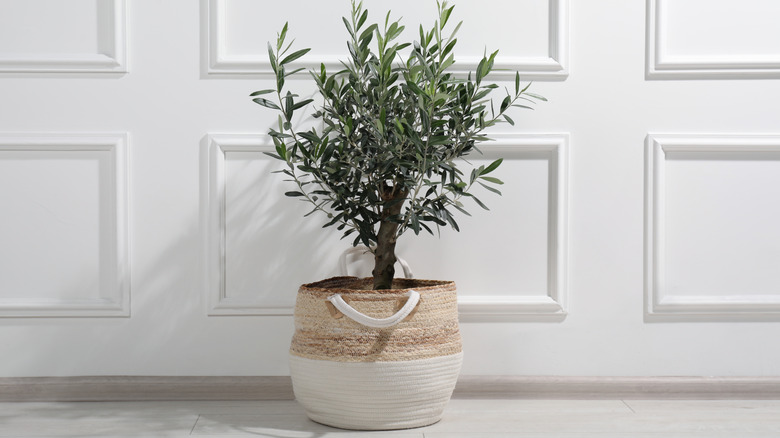 A potted olive tree indoors against white wall