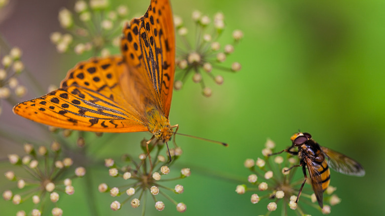 A butterfly and bee on flowers