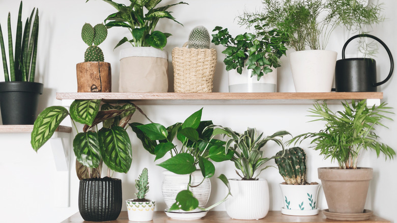 Many houseplants on shelves, some with drainage dishes and some without