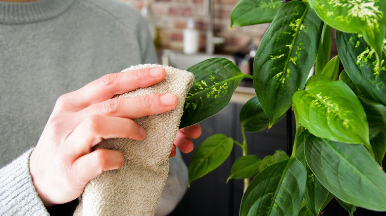 A closeup of a person's hand using a cloth to dust a houseplant's leaves