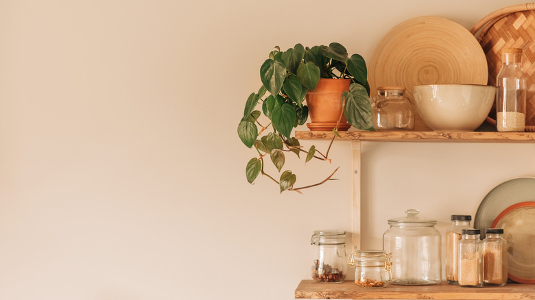 A plant on a wooden shelf in a neutral kitchen