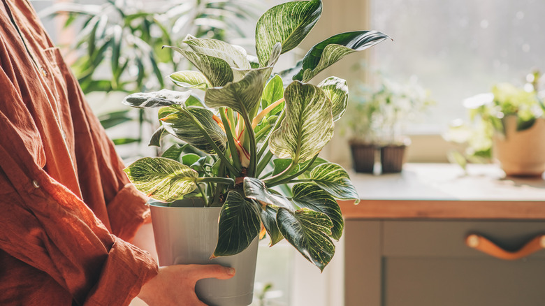 A person's hands holding a lopsided houseplant