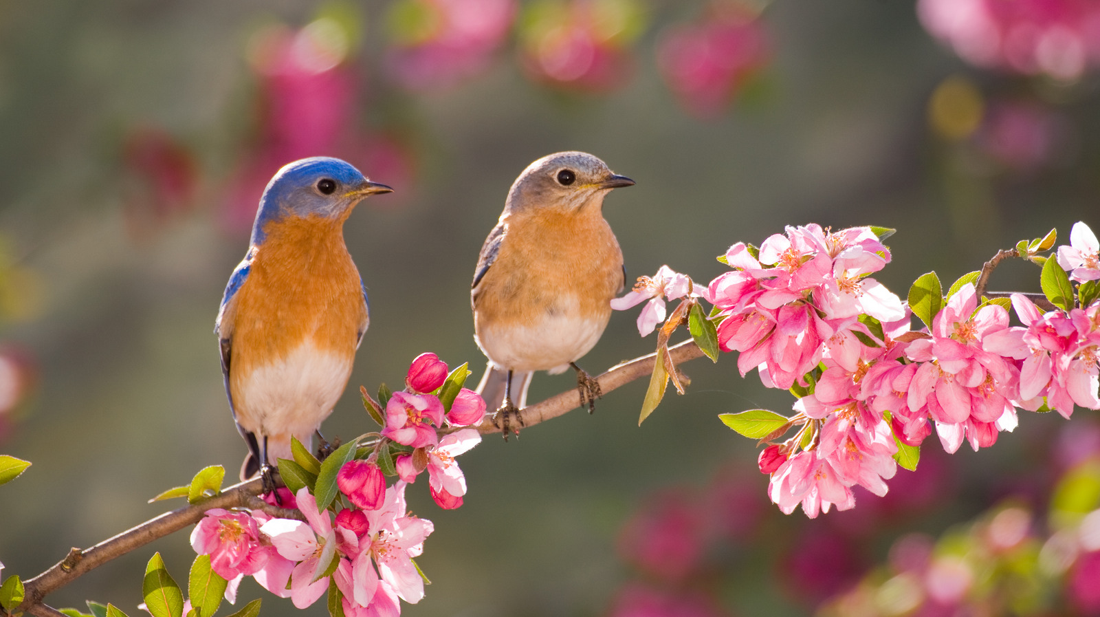 Avoid These Toxic Plants If You Are Trying To Attract Birds