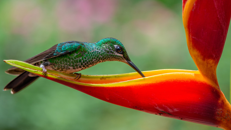 Hummingbird on heliconia flower