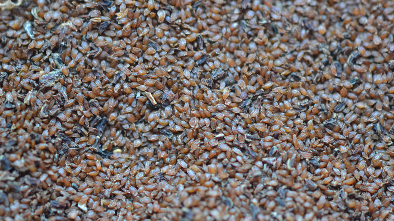 many hydrangea seeds