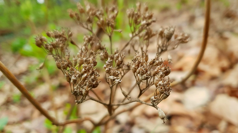 brown hydrangea seed heads