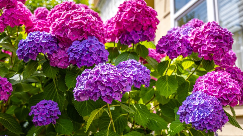 Colorful hydrangea bush in bloom