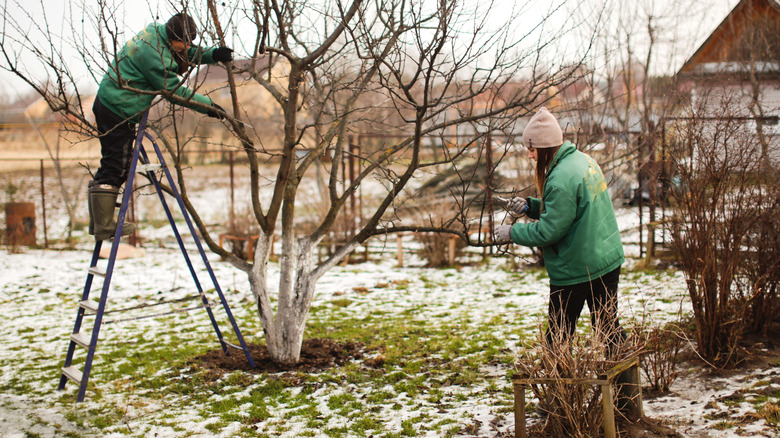 pruning a tree in winter