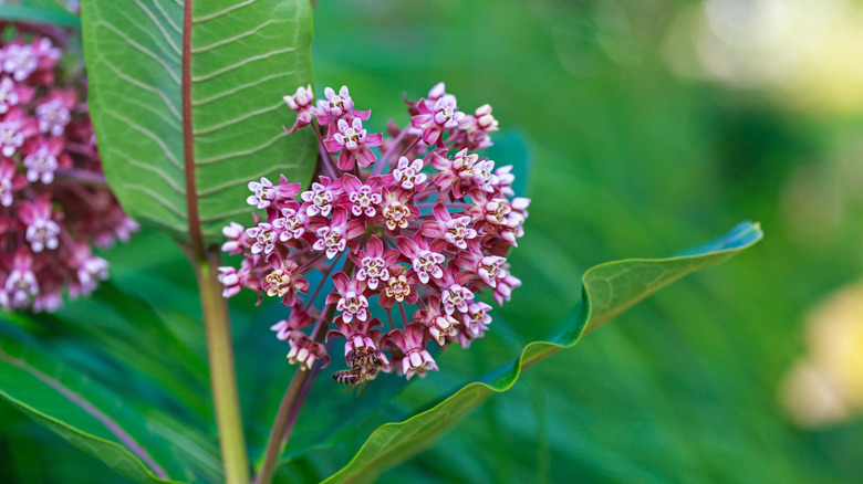 common milkweed flowers