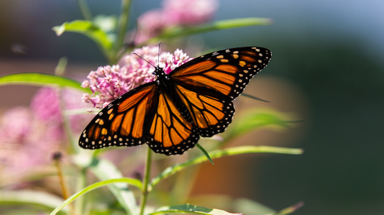 monarch on milkweed flower