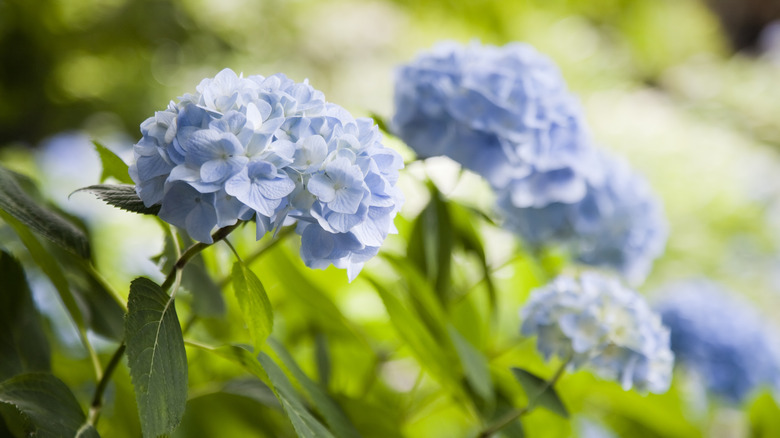 blue hydrangeas