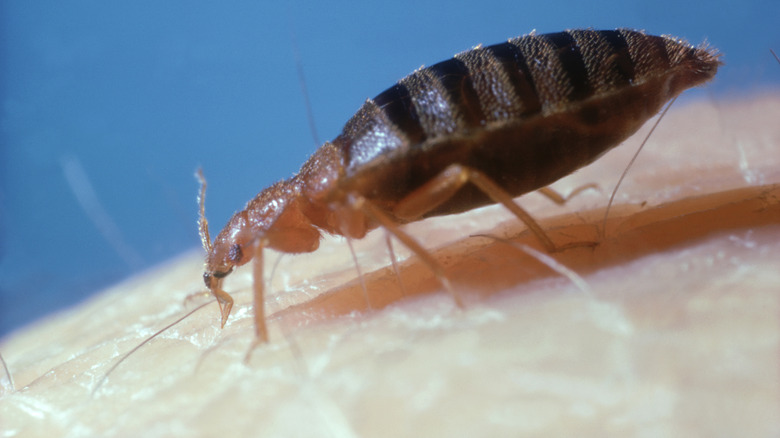 close up of bed bug