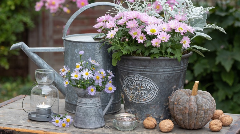 asters in pots with pumpkins