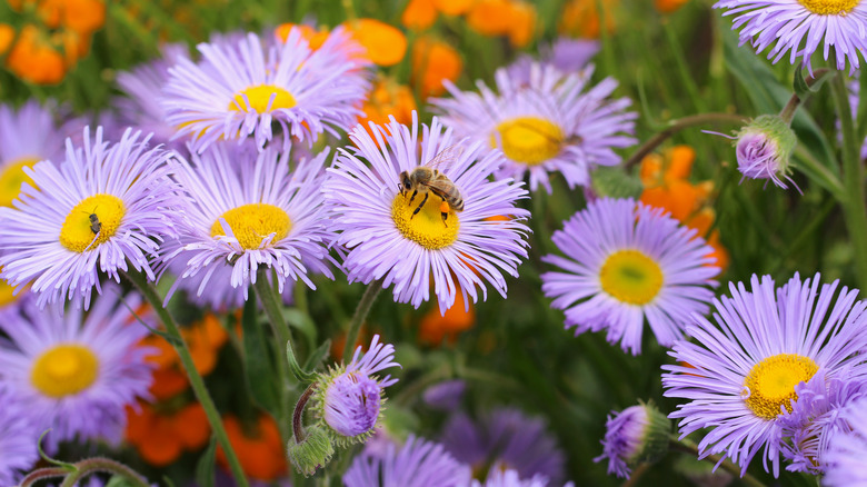 purple aster flowers with bees