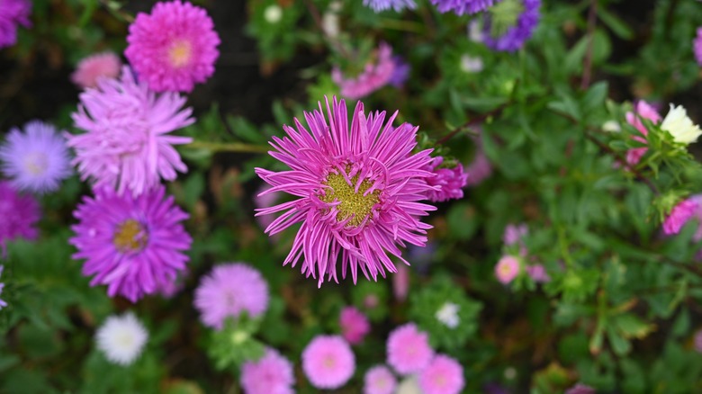 purple asters in garden