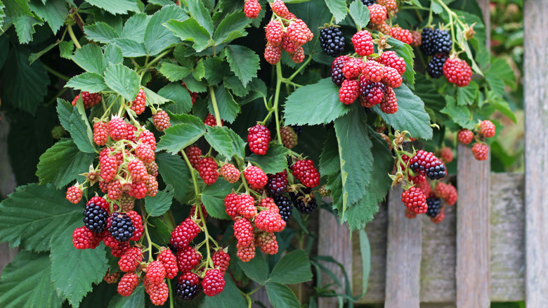 Blackberries in the garden