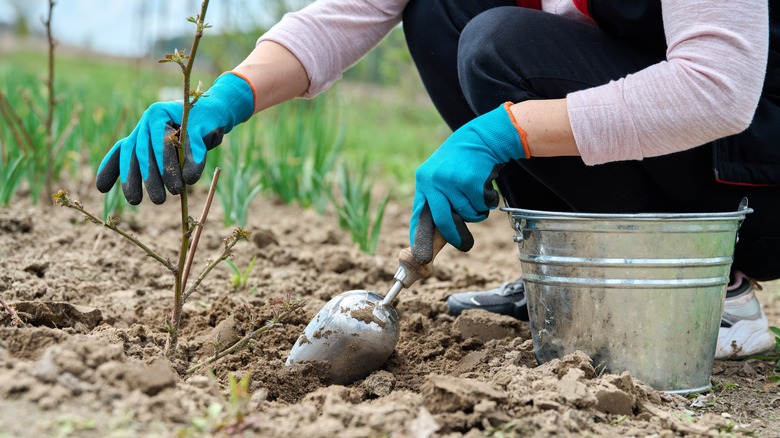 Planting a blackberry