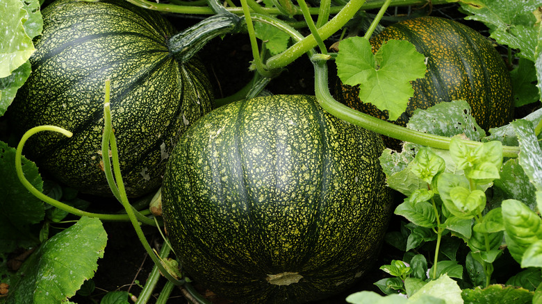 Green pumpkins