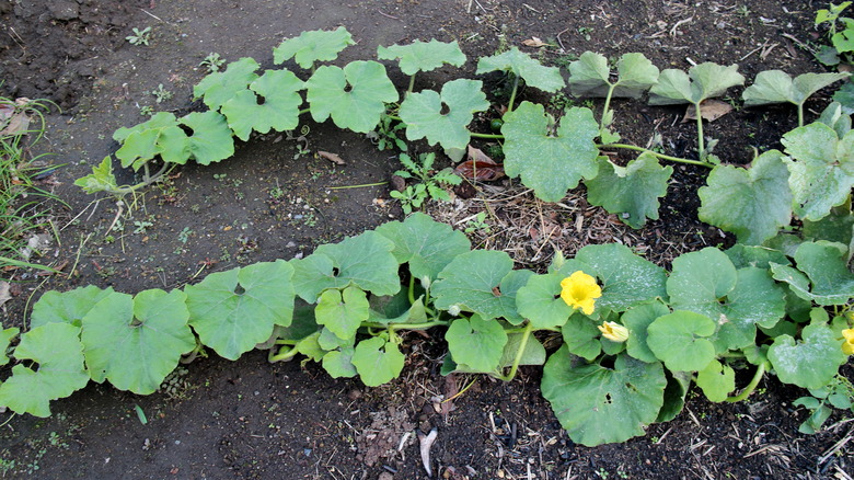 Trailing pumpkin vines