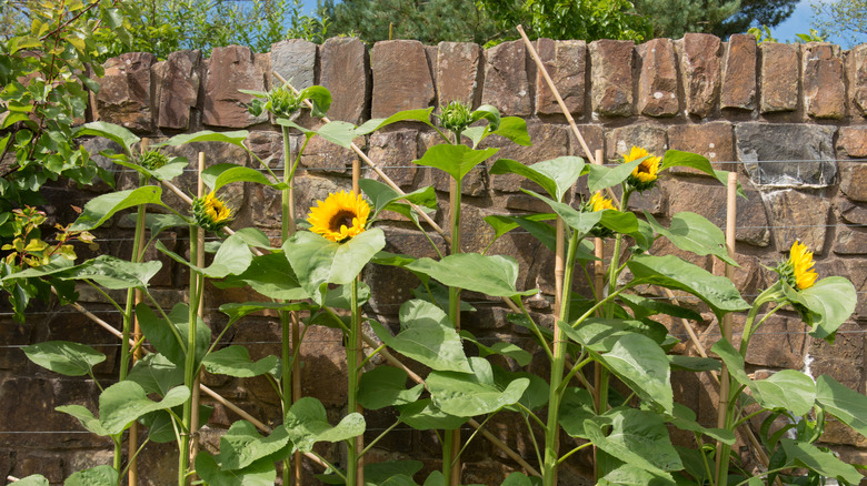 sunflowers with bamboo cane supports 