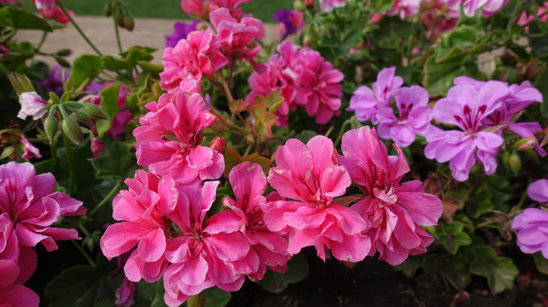 Pink and purple geranium flowers