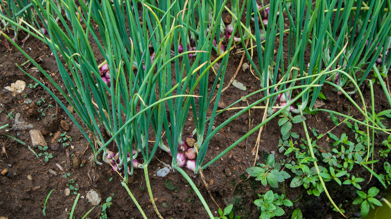 several clumps of onion plants 