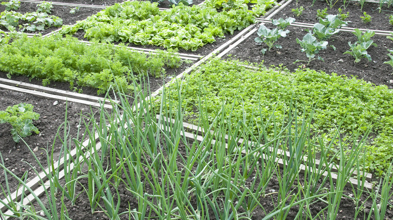 garden beds with different vegetables