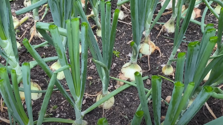 onion plants with cut tops