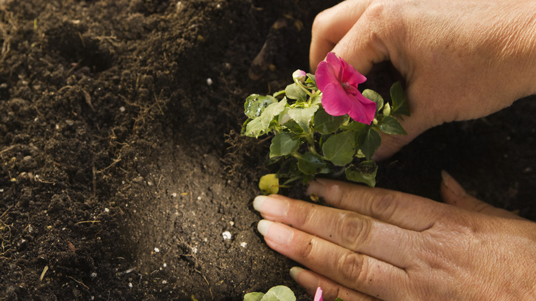 Hands with soil and impatiens