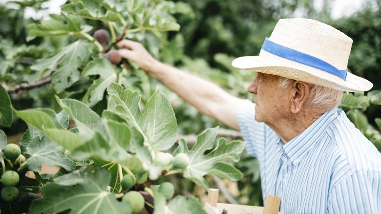 Elderly man reaching for a ripe fig on a tree.