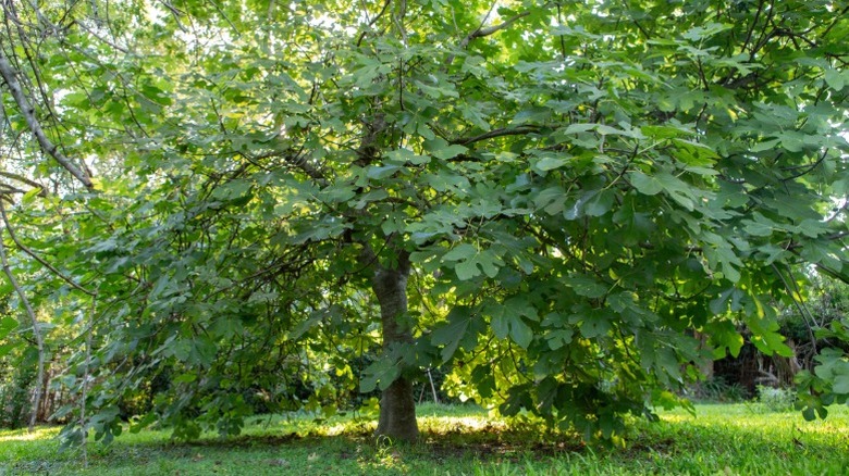 A large fig tree growing in a yard.