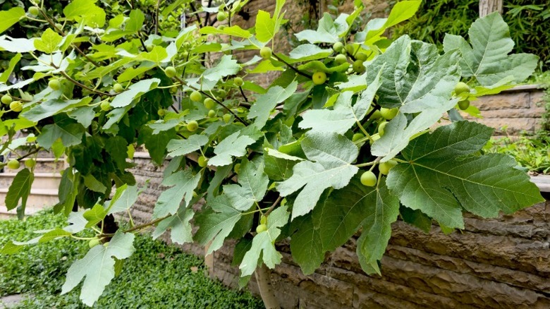 A fig tree growing against a border wall.